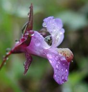 Image of spinster's blue eyed Mary