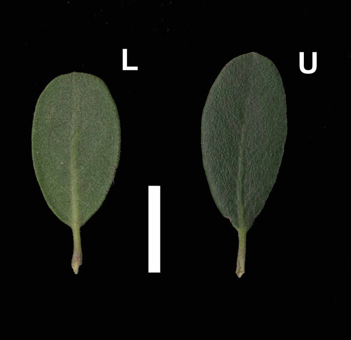 Image de Arctostaphylos pumila Nutt.