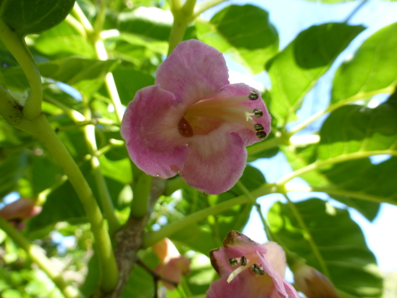 Image of Vitex lucens Kirk