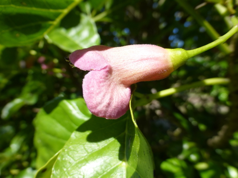 Image of Vitex lucens Kirk