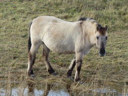 Image of Horse