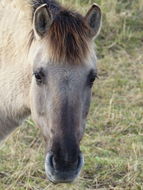 Image de Cheval