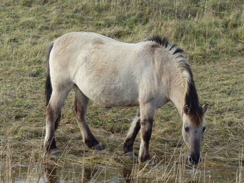 Equus caballus Linnaeus 1758的圖片