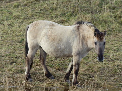 Image of Horse