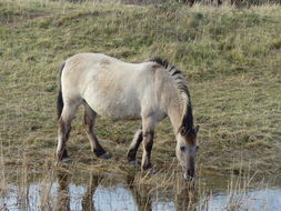 Image of Horse