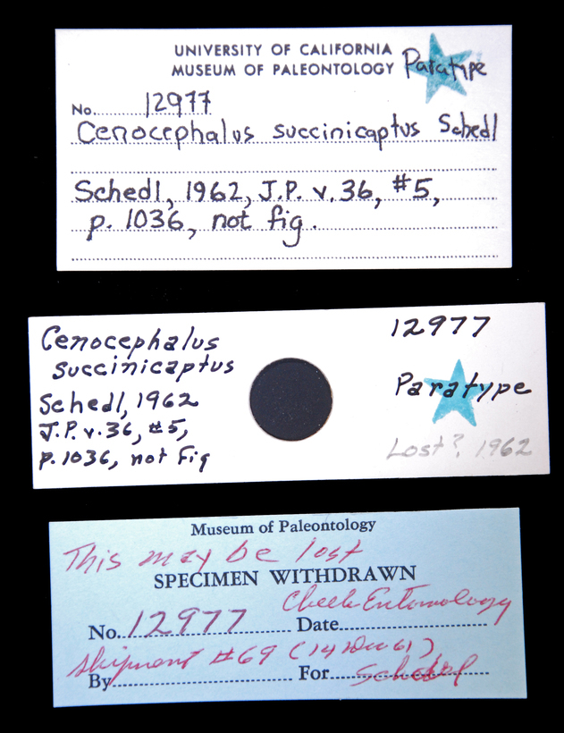 Image of Cenocephalus succinicaptus Schedl 1962