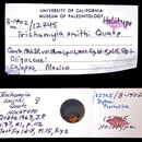 Image of Trichomyia smithi Quate 1963