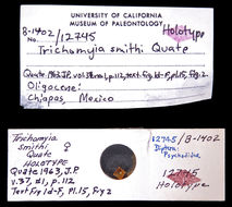 Image of Trichomyia smithi Quate 1963