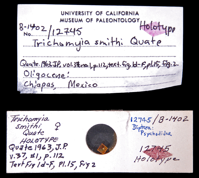 Image of Trichomyia smithi Quate 1963