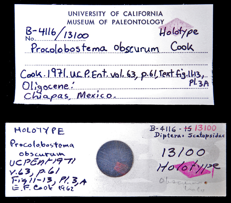 Image of <i>Procolobostema obscurum</i>