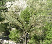 Image of Bonpland willow