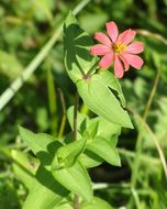 Image of Peruvian zinnia