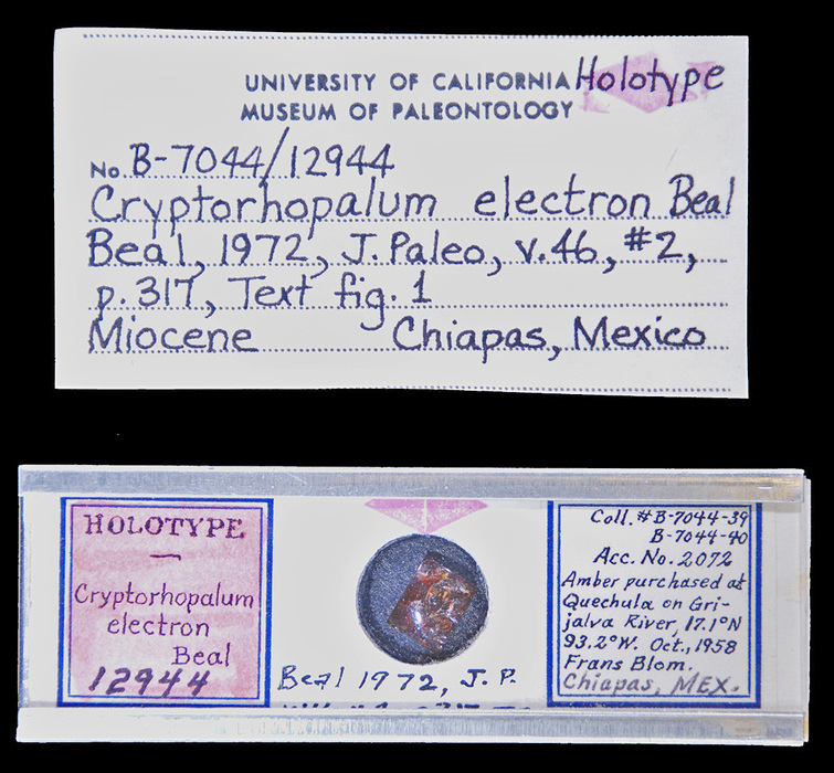 Image of <i>Cryptorhopalum electron</i>