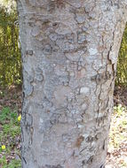 Image de Zelkova serrata (Thunb.) Makino