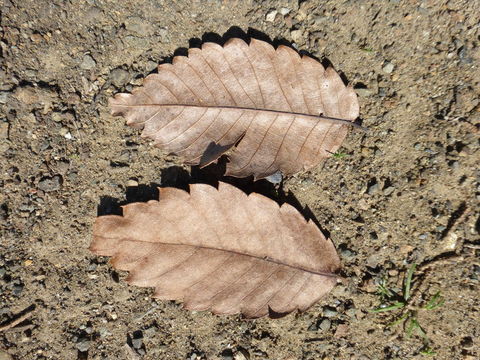 Imagem de Zelkova serrata (Thunb.) Makino