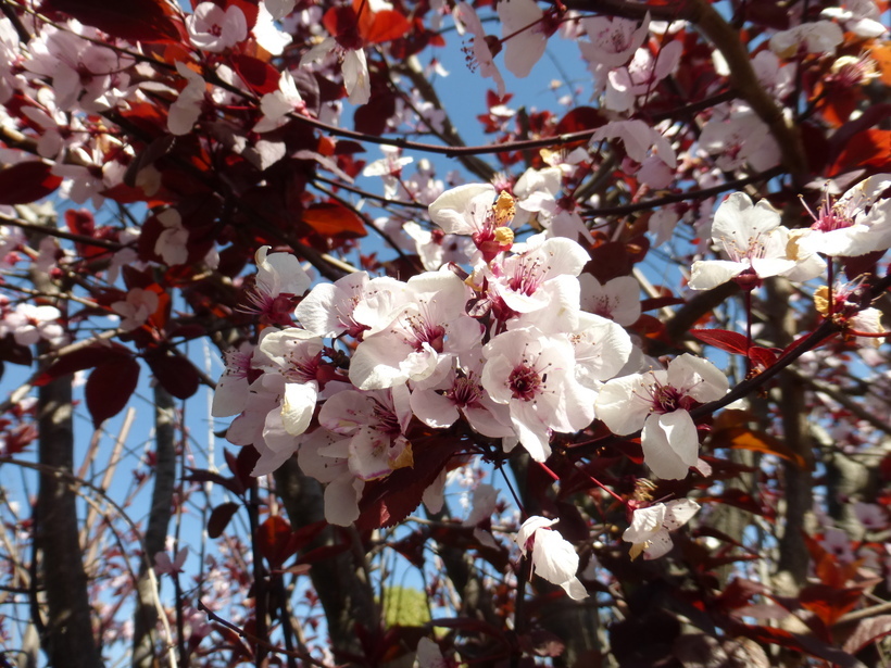 Image of Cherry Plum