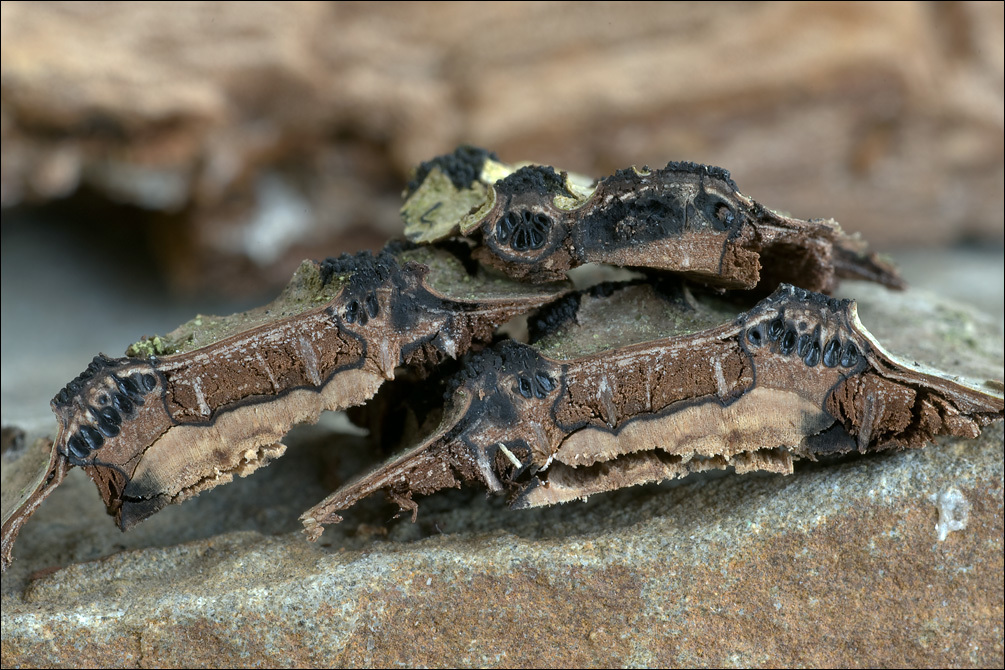 Anthostoma decipiens (DC.) Nitschke 1867 resmi