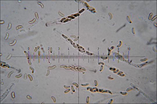 Anthostoma decipiens (DC.) Nitschke 1867 resmi