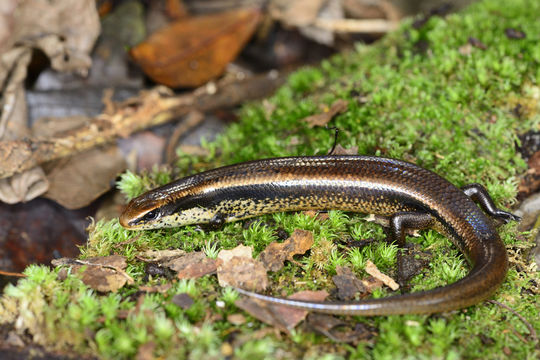 Image of Morondava Skink