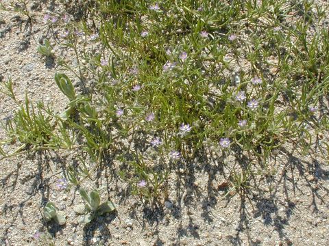 Image of sandspurry