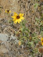 Image of common sunflower