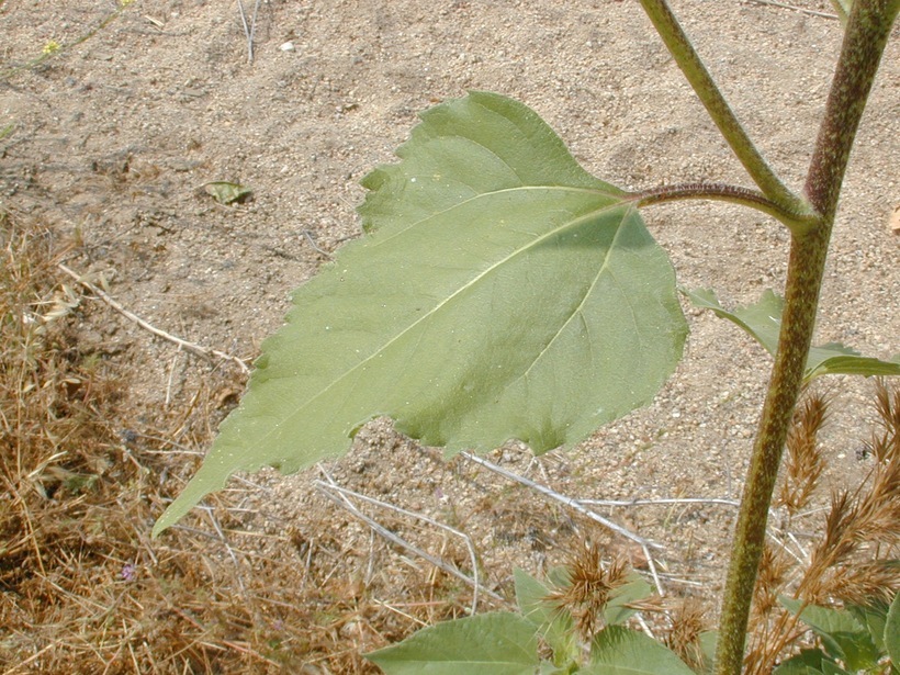 Image of common sunflower