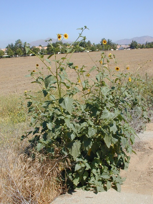 Image of common sunflower