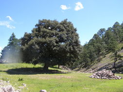 Слика од Quercus sideroxyla Bonpl.