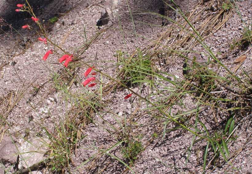 Слика од Penstemon miniatus var. townsendianus (Straw) C. C. Freeman