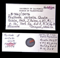 Image of Psychoda usitata Quate 1963