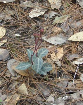 Image of striped prince's pine