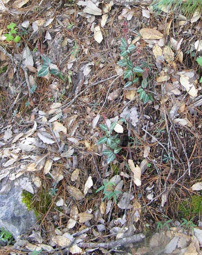 Image of striped prince's pine