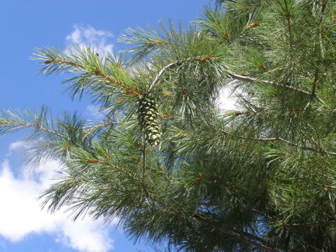 Image of Mexican White Pine