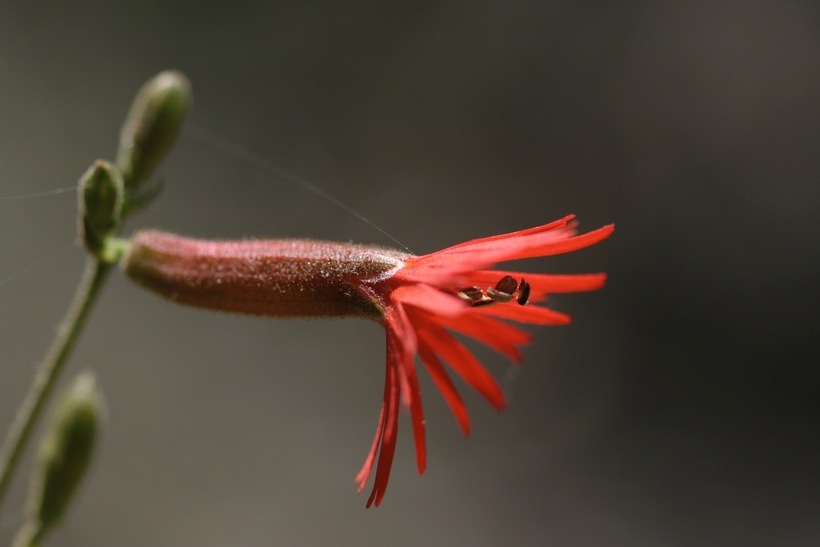 صورة Silene laciniata subsp. californica (Durand) J. K. Morton