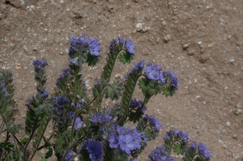 Image of distant phacelia