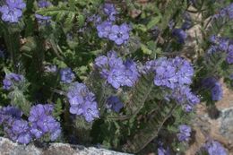 Image of distant phacelia