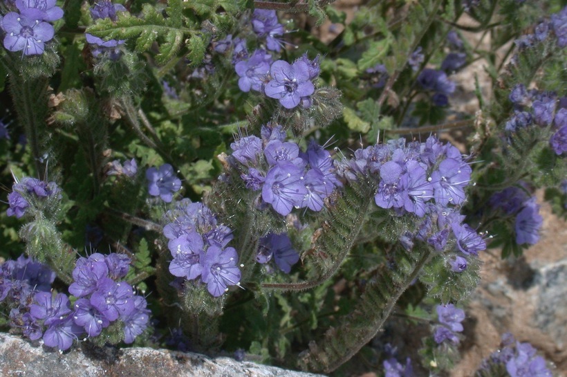 Phacelia distans Benth.的圖片