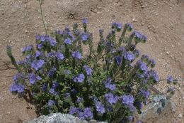 Image of distant phacelia