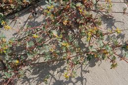 Image of foothill deervetch