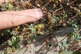 Acmispon brachycarpus (Benth.) D. D. Sokoloff的圖片