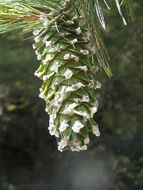 Image of Mexican White Pine