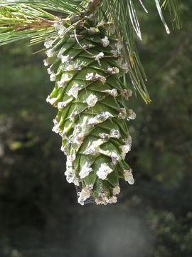 Image of Mexican White Pine