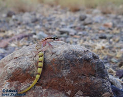 Слика од Microgecko helenae Nikolsky 1907