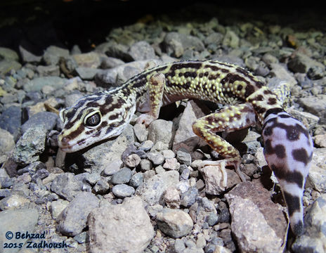 Image of Iraqui Eyelid Gecko