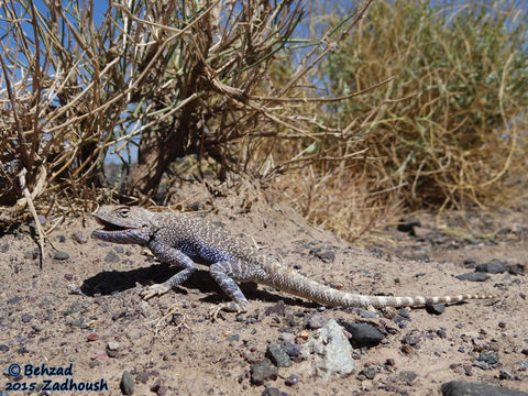 Imagem de Trapelus agilis (Olivier 1807)