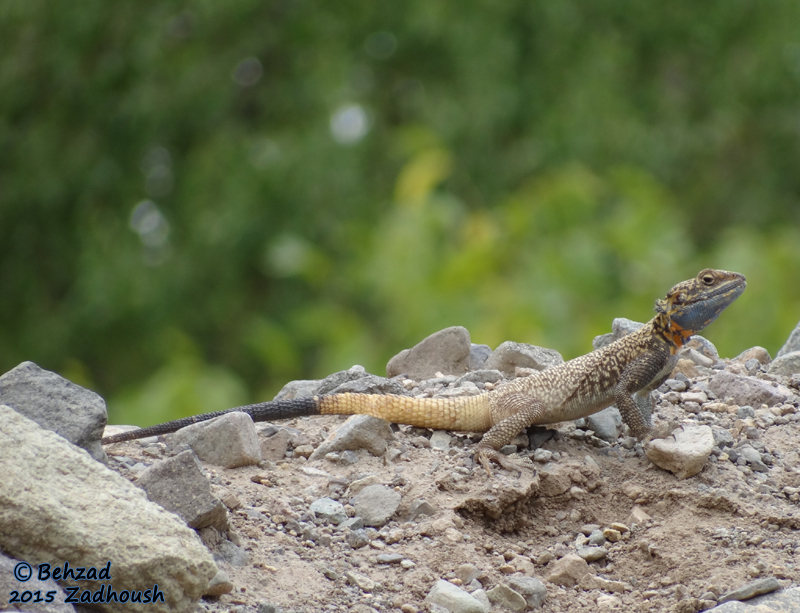 Image of Caucasian Agama