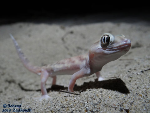 Image of Small-scaled Wonder Gecko