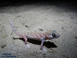 Image de Teratoscincus microlepis Nikolsky 1900