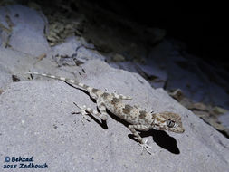 Image of Persian Spider Gecko