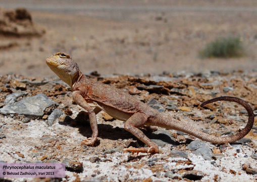 Image of Blacktail Toadhead  Agama